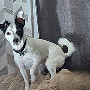 Max participe au concours pour gagner de l'argent avec cette photo : dog, small_dog, white_dog, black_patch, pet, animal, fur, blanket, indoor, curious, alert, ears, tail, collar, tag, wall, patterned_wall, cozy, resting, cute