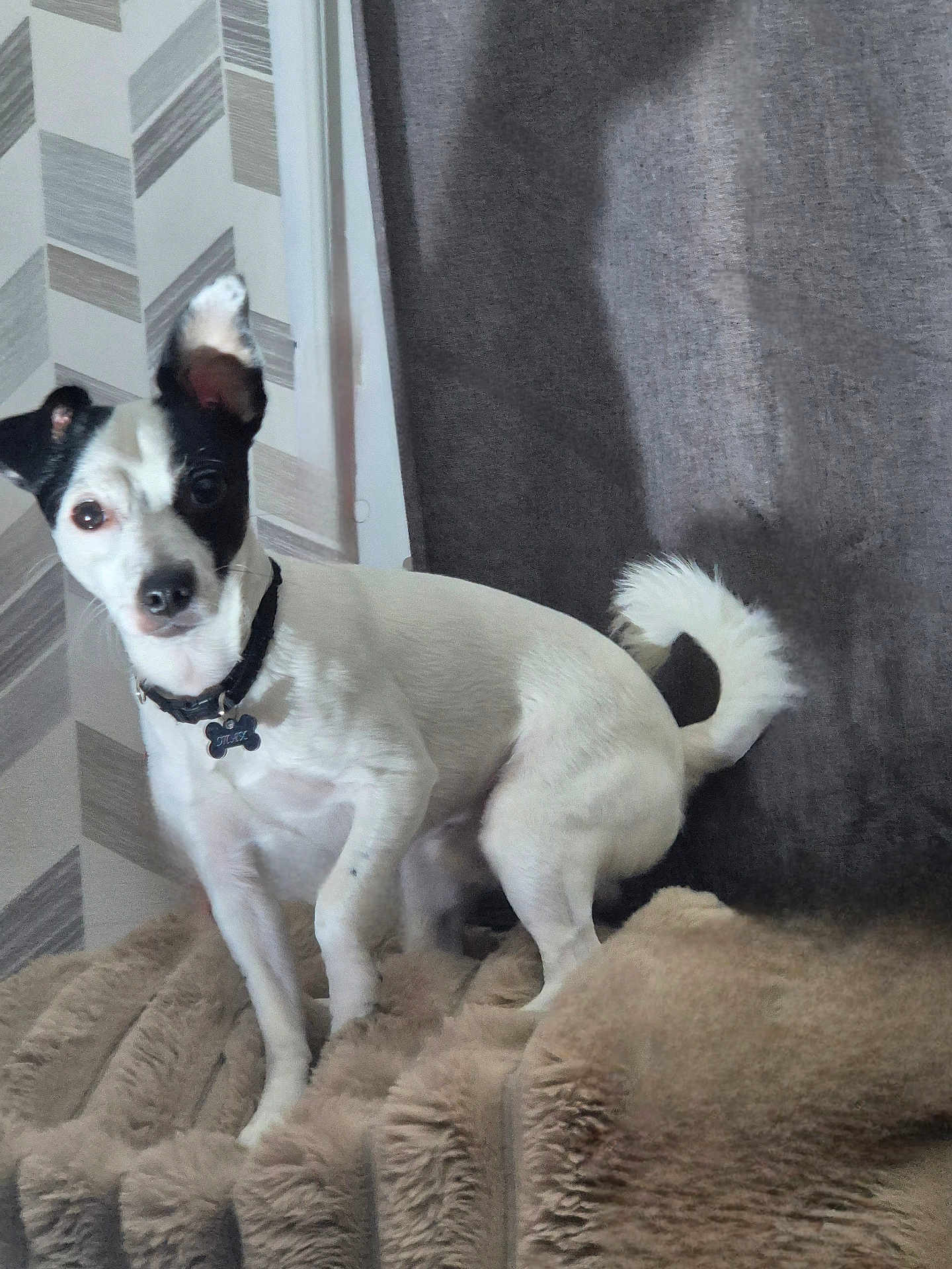 Max participe au concours pour gagner de l'argent avec cette photo : dog, small_dog, white_dog, black_patch, pet, animal, fur, blanket, indoor, curious, alert, ears, tail, collar, tag, wall, patterned_wall, cozy, resting, cute