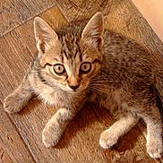 Tibby joined the competition — help win amazing prizes!