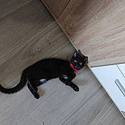 Hinata a rejoint le concours — aidez-le/la à gagner de superbes lots ! cat, black_cat, pet, feline, animal, collar, pink_collar, lying_down, floor, wooden_floor, kitchen, cabinet, indoor, home, portrait, looking_at_camera, green_eyes, whiskers, tail, playful