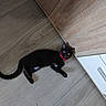 cat, black_cat, pet, feline, animal, collar, pink_collar, lying_down, floor, wooden_floor, kitchen, cabinet, indoor, home, portrait, looking_at_camera, green_eyes, whiskers, tail, playful