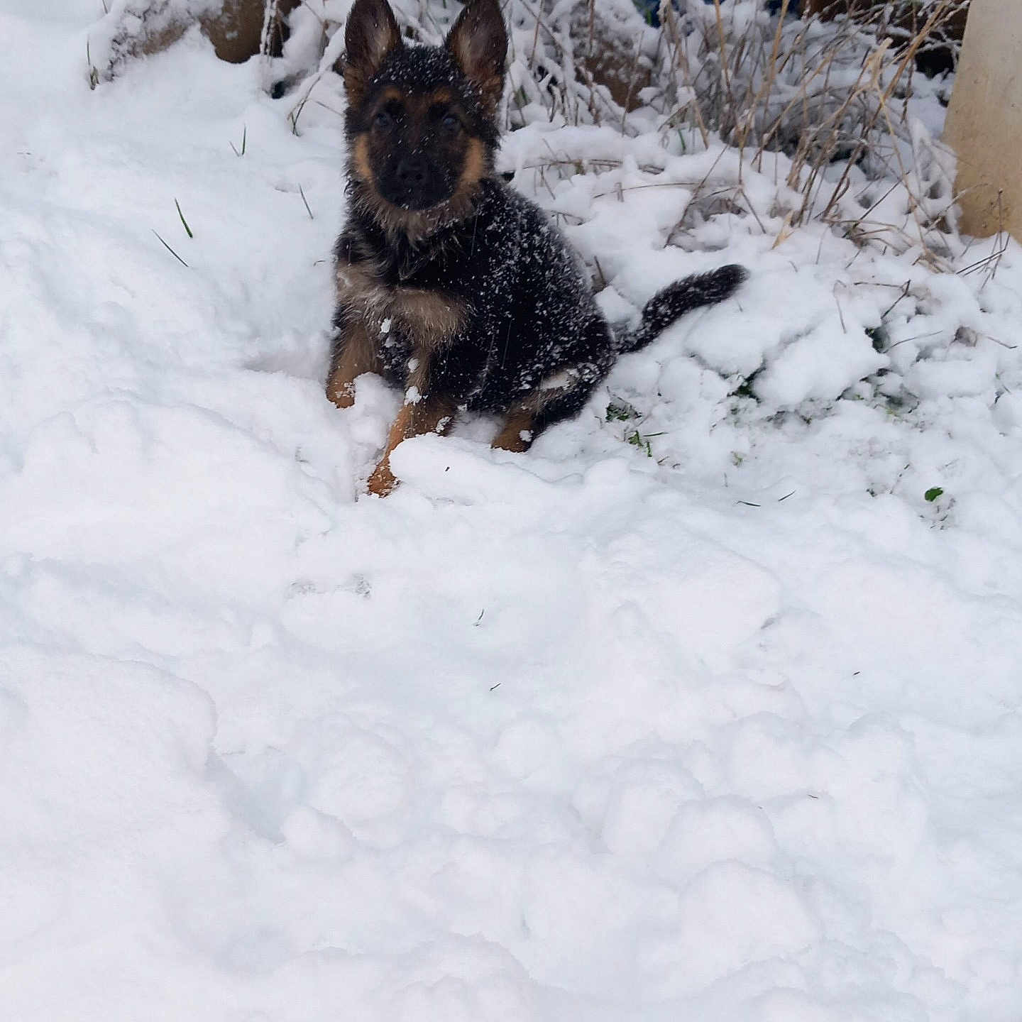 Boss a rejoint le concours — aidez-le/la à gagner de superbes lots ! animal, blizzard, canine, coyote, dog, fox, germanshepherd, husky, ice, kitfox, nature, outdoors, pet, policedog, puppy, snow, storm, weather, winter