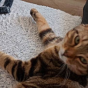 Léo participe au concours pour gagner de l'argent avec cette photo : abyssinian, animal, architecture, armchair, blanket, building, cat, chair, couch, cushion, furniture, hardwood, homedecor, indoors, kitten, livingroom, manx, pet, room, wood