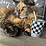 Cali is registered to the contest to win money with this photo: cat, tortoiseshell_cat, pet, furry, green_eyes, couch, pillow, textile, checkered_pattern, tumbler, metal_straw, indoor, relaxed, cozy, fur, animal, whiskers, closeup, resting, home