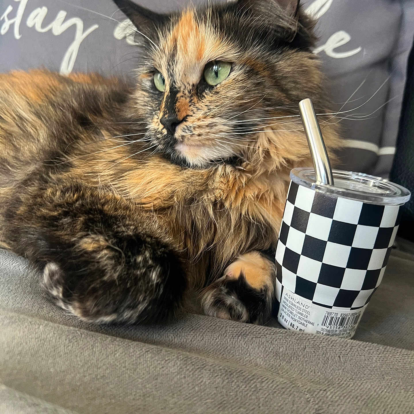 Cali is registered to the contest to win money with this photo: animal, cat, checkered_pattern, closeup, couch, cozy, fur, furry, green_eyes, home, indoor, metal_straw, pet, pillow, relaxed, resting, textile, tortoiseshell_cat, tumbler, whiskers