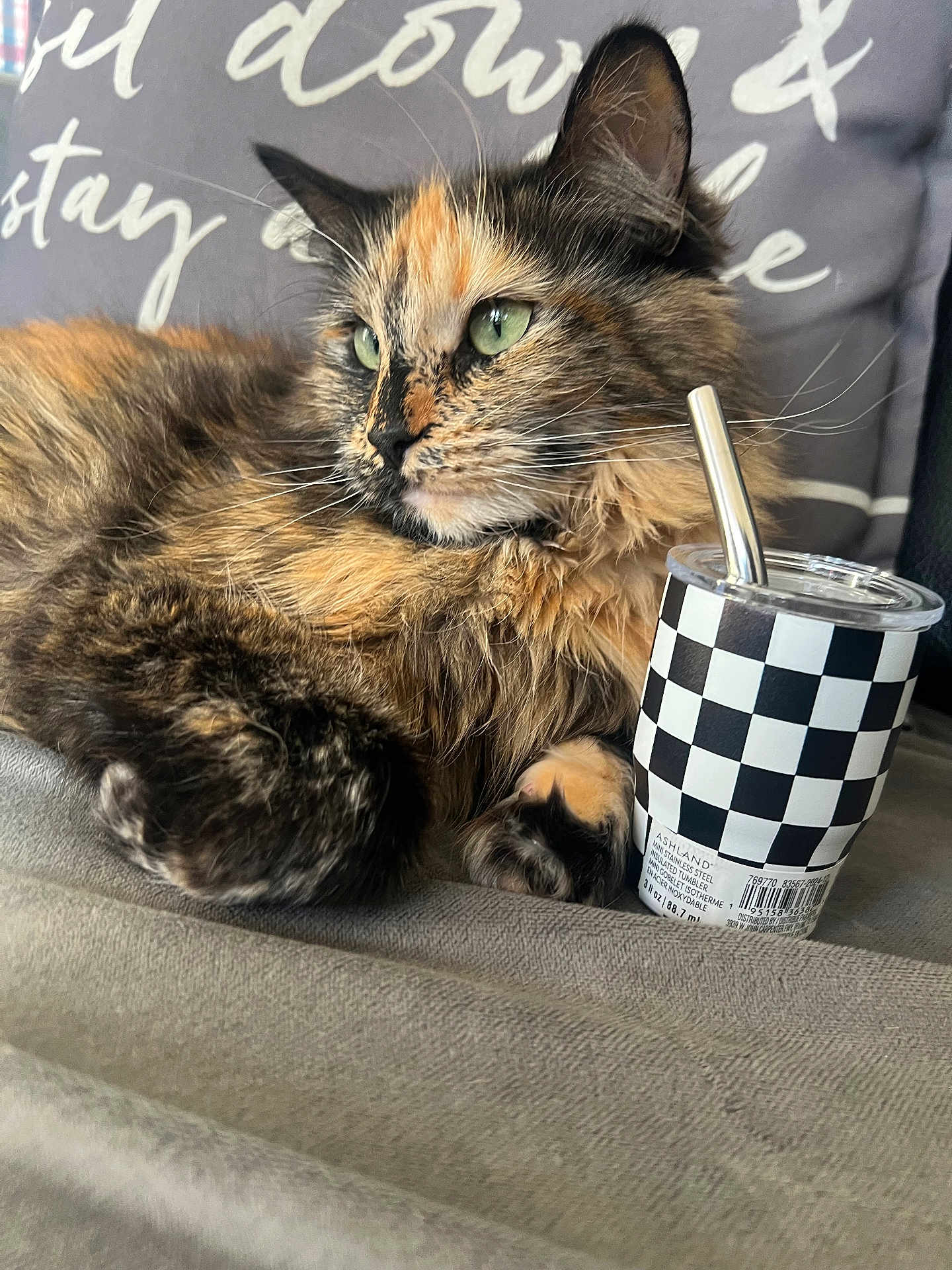 Cali is registered to the contest to win money with this photo: cat, tortoiseshell_cat, pet, furry, green_eyes, couch, pillow, textile, checkered_pattern, tumbler, metal_straw, indoor, relaxed, cozy, fur, animal, whiskers, closeup, resting, home