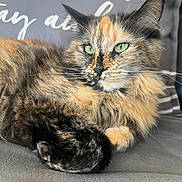 Cali joined the competition — help win amazing prizes! cat, tortoiseshell, fluffy, green_eyes, couch, indoor, pet, relaxed, fur, whiskers, closeup, resting, animal, domestic_cat, pillow, gray, portrait, sitting, cute, feline