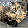 cat, tortoiseshell, fluffy, green_eyes, couch, indoor, pet, relaxed, fur, whiskers, closeup, resting, animal, domestic_cat, pillow, gray, portrait, sitting, cute, feline