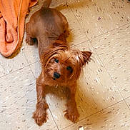 Meech is registered to the contest to win money with this photo: dog, brown_dog, floor, tile_floor, towel, orange_towel, toy, yellow_toy, pet, indoor, looking_up, small_dog, curious, animal, canine, paw, ears, tail, home, playful