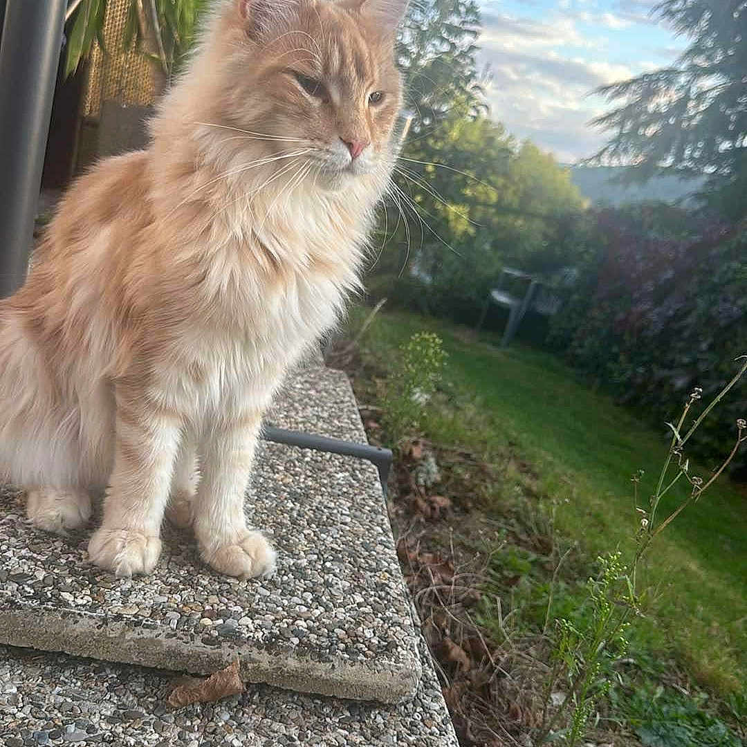Uston a rejoint le concours — aidez-le/la à gagner de superbes lots ! animal, backyard, cat, grass, gravel, kitten, landscape, manx, nature, outdoors, pebble, pet, plant, pottedplant, road, rock, slate, tree, vegetation, yard