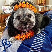 Mika is registered to the contest to win money with this photo: animal, black_and_white_fur, blanket, close_up, collar, cozy, cute, decor, dog, flower_crown, fur, furniture, home, indoor, lamp, orange_flowers, pet, portrait, resting, table