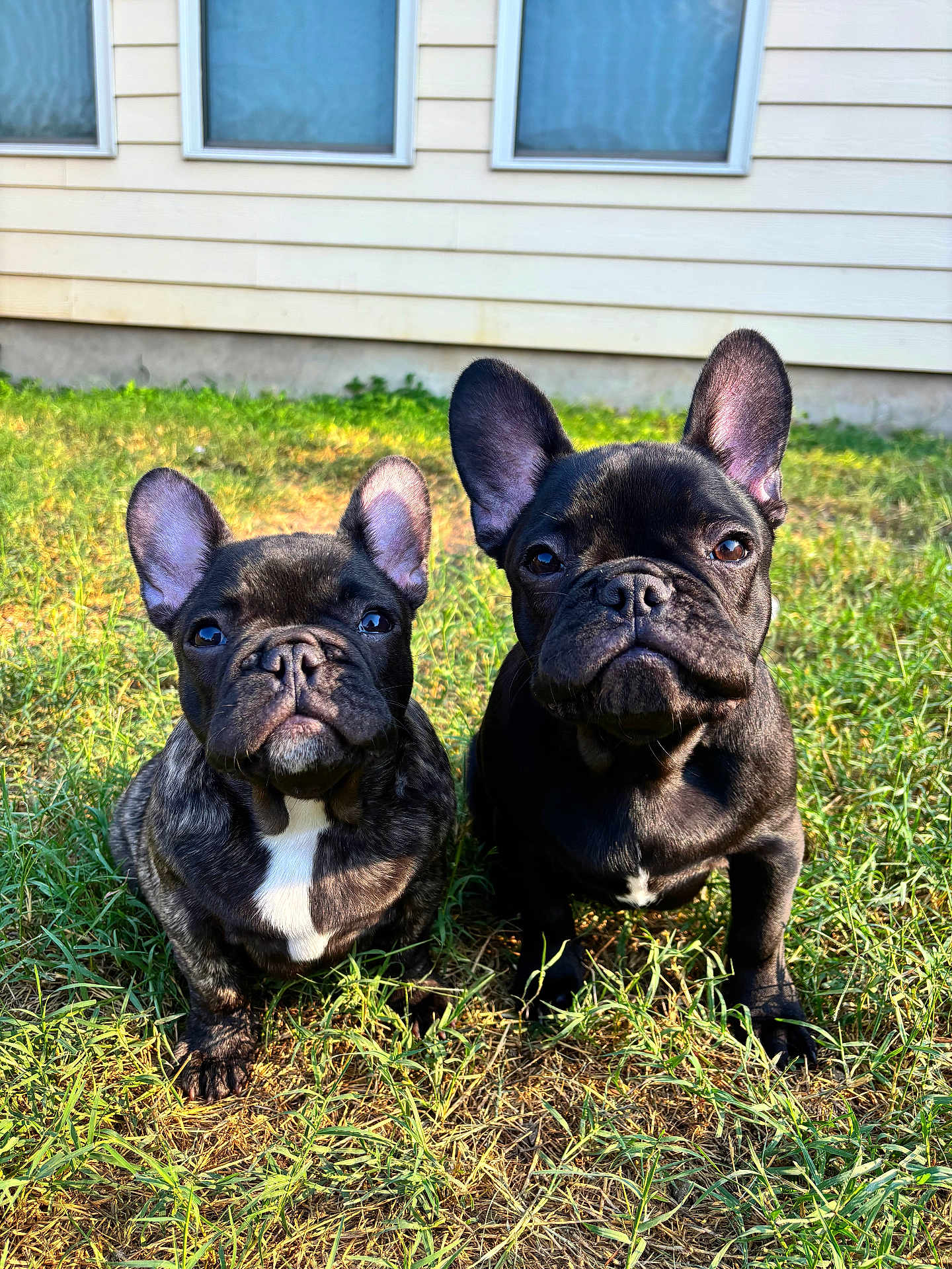 Milo And Onyx