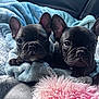 Milo And Onyx joined the competition — help win amazing prizes! animal, black_dog, blanket, car_seat, closeup, companions, cozy, cute, dog, ears, french_bulldog, fur, indoors, pet, portrait, puppy, resting, snuggling, soft_texture, two_dogs