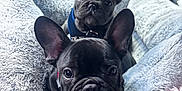 Milo And Onyx joined the competition — help win amazing prizes! animal, black_fur, blanket, canine, car_interior, closeup, cozy, cuddle, cute, dog, ears, french_bulldog, fur, indoors, pet, portrait, puppy, resting, snuggle, young
