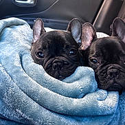 Milo And Onyx is registered to the contest to win money with this photo: animal, blanket, blue_blanket, car_interior, closeup, companions, cozy, cute, dog, ears, face, french_bulldog, fur, indoor, pet, puppy, resting, snuggling, soft_texture, two_dogs