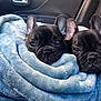 animal, blanket, blue_blanket, car_interior, closeup, companions, cozy, cute, dog, ears, face, french_bulldog, fur, indoor, pet, puppy, resting, snuggling, soft_texture, two_dogs