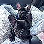 Milo And Onyx joined the competition — help win amazing prizes! animal, black_fur, blanket, canine, car_interior, closeup, cozy, cuddle, cute, dog, ears, french_bulldog, fur, indoors, pet, portrait, puppy, resting, snuggle, young