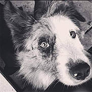 Praline participe au concours pour gagner de l'argent avec cette photo : dog, canine, pet, animal, close_up, portrait, black_and_white, fluffy, fur, face, eyes, nose, muzzle, scruffy, curious, adorable, lying_down, indoor, photography, monochrome