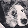 dog, canine, pet, animal, close_up, portrait, black_and_white, fluffy, fur, face, eyes, nose, muzzle, scruffy, curious, adorable, lying_down, indoor, photography, monochrome