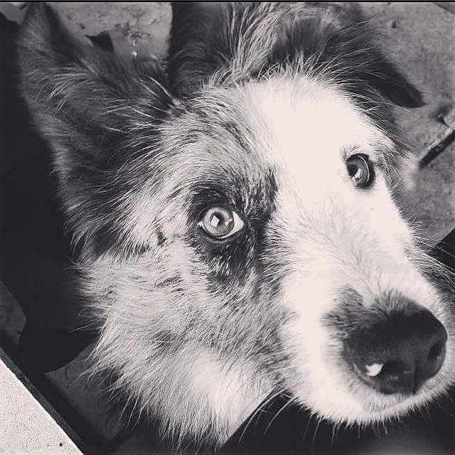 Praline participe au concours pour gagner de l'argent avec cette photo : dog, canine, pet, animal, close_up, portrait, black_and_white, fluffy, fur, face, eyes, nose, muzzle, scruffy, curious, adorable, lying_down, indoor, photography, monochrome