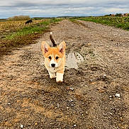 Birdie participe au concours pour gagner de l'argent avec cette photo : corgi, puppy, dog, animal, outdoor, countryside, country_road, dirt_road, mud, gravel, field, farmland, crops, village, cloudy_sky, landscape, walking, standing, tail_up, second_dog