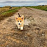 corgi, puppy, dog, animal, outdoor, countryside, country_road, dirt_road, mud, gravel, field, farmland, crops, village, cloudy_sky, landscape, walking, standing, tail_up, second_dog
