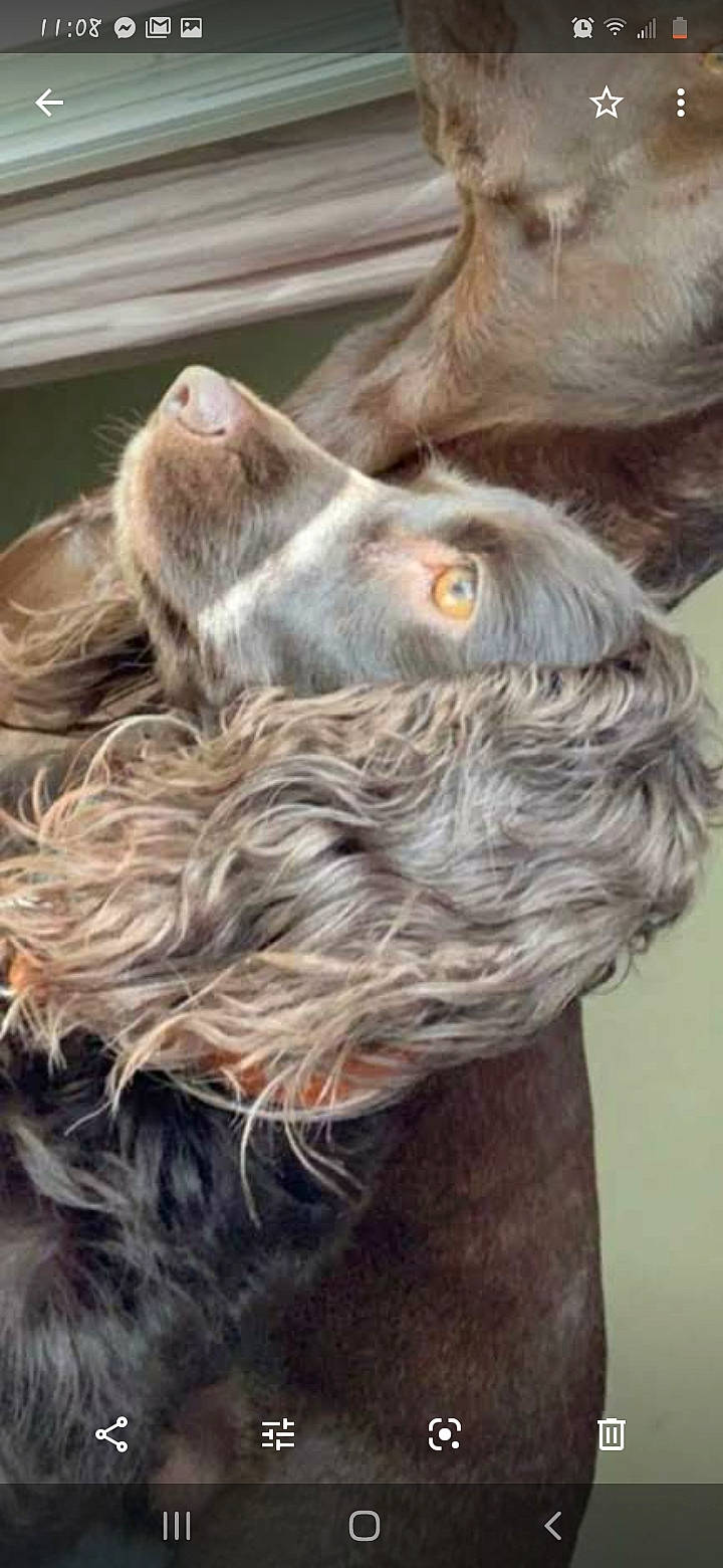 Chloe joined the competition — help win amazing prizes! canidae, ear, fawn, hair, liver, sporting_group, weimaraner