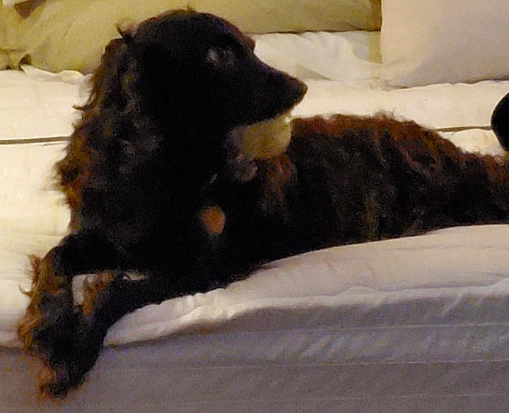 Chloe joined the competition — help win amazing prizes! american_cocker_spaniel, american_water_spaniel, boykin_spaniel, canidae, carnivore, cocker_spaniel, companion_dog, dog, dog_breed, english_cocker_spaniel, field_spaniel, fur, rare_breed_dog, russian_spaniel, spaniel, sporting_group