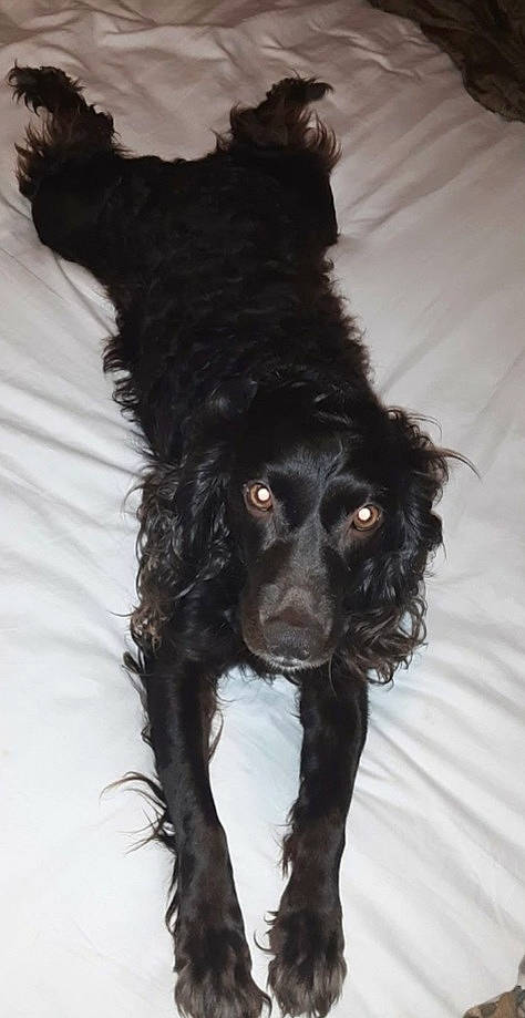 Chloe joined the competition — help win amazing prizes! american_cocker_spaniel, american_water_spaniel, boykin_spaniel, canidae, carnivore, cocker_spaniel, companion_dog, dog, dog_breed, english_cocker_spaniel, flat_coated_retriever, fur, german_spaniel, portuguese_water_dog, rare_breed_dog, russian_spaniel, snout, spaniel, sporting_group