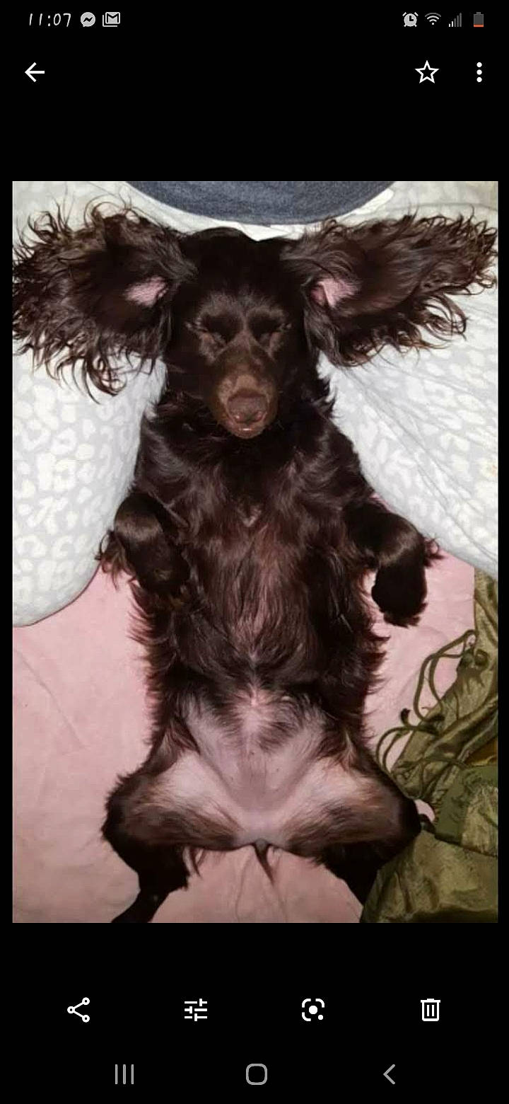 Chloe joined the competition — help win amazing prizes! boykin_spaniel, canidae, carnivore, companion_dog, dog, dog_breed, english_cocker_spaniel, snout, spaniel, sporting_group, vertebrate