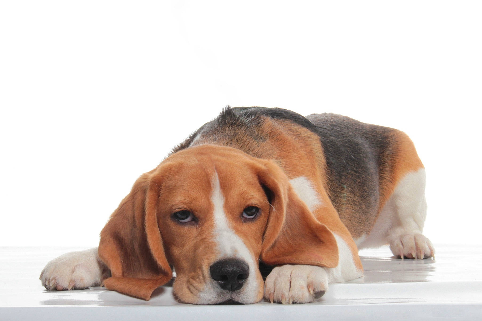 Tango participe au concours pour gagner de l'argent avec cette photo : beaglier, canidae, carnivore, collar, comfort, companion_dog, dog, dog_breed, dog_supply, fawn, fur, hound, hunting_dog, liver, scent_hound, snout, sporting_group, terrestrial_animal, whiskers, working_animal