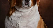 Tango participe au concours pour gagner de l'argent avec cette photo : animal, background, beagle, brown, calm, closeup, dog, ears, expression, fur, indoor, looking, muzzle, nose, pet, portrait, sitting, studio, whiskers, white