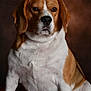 Tango participe au concours pour gagner de l'argent avec cette photo : animal, background, beagle, brown, calm, closeup, dog, ears, expression, fur, indoor, looking, muzzle, nose, pet, portrait, sitting, studio, whiskers, white