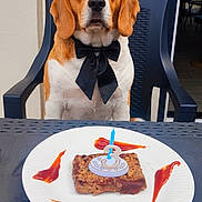 Tango a rejoint le concours — aidez-le/la à gagner de superbes lots ! dog, beagle, bow_tie, plate, cake, candle, number_3, meatloaf, ketchup, table, plastic_chair, portrait, white_wall, celebration, birthday, pet_party, food, dinner, pet, expression