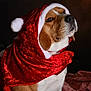Tango participe au concours pour gagner de l'argent avec cette photo : animal, beagle, brown_fur, canine, celebration, christmas, clothing, costume, cute, dog, fabric, festive, fur, holiday, indoor, pet, portrait, red_clothing, santa_hat, white_fur