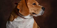 Tango participe au concours pour gagner de l'argent avec cette photo : animal, background, beagle, brown, canine, closeup, collar, dog, domestic, ears, fur, looking_away, mammal, pet, portrait, profile, side_view, snout, studio, white