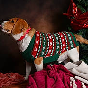 Tango participe au concours pour gagner de l'argent avec cette photo : animal, beagle, blanket, christmas, christmas_sweater, collar, cozy, cute, decorated_tree, dog, festive, fur, green, holiday, indoors, pet, portrait, red, tongue_out, white