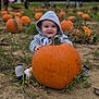 baby, pumpkin, hoodie, outdoor, field, child, smile, fall, autumn, nature, plants, grass, person, portrait, sitting, cute, happy, seasonal, crop, vegetable