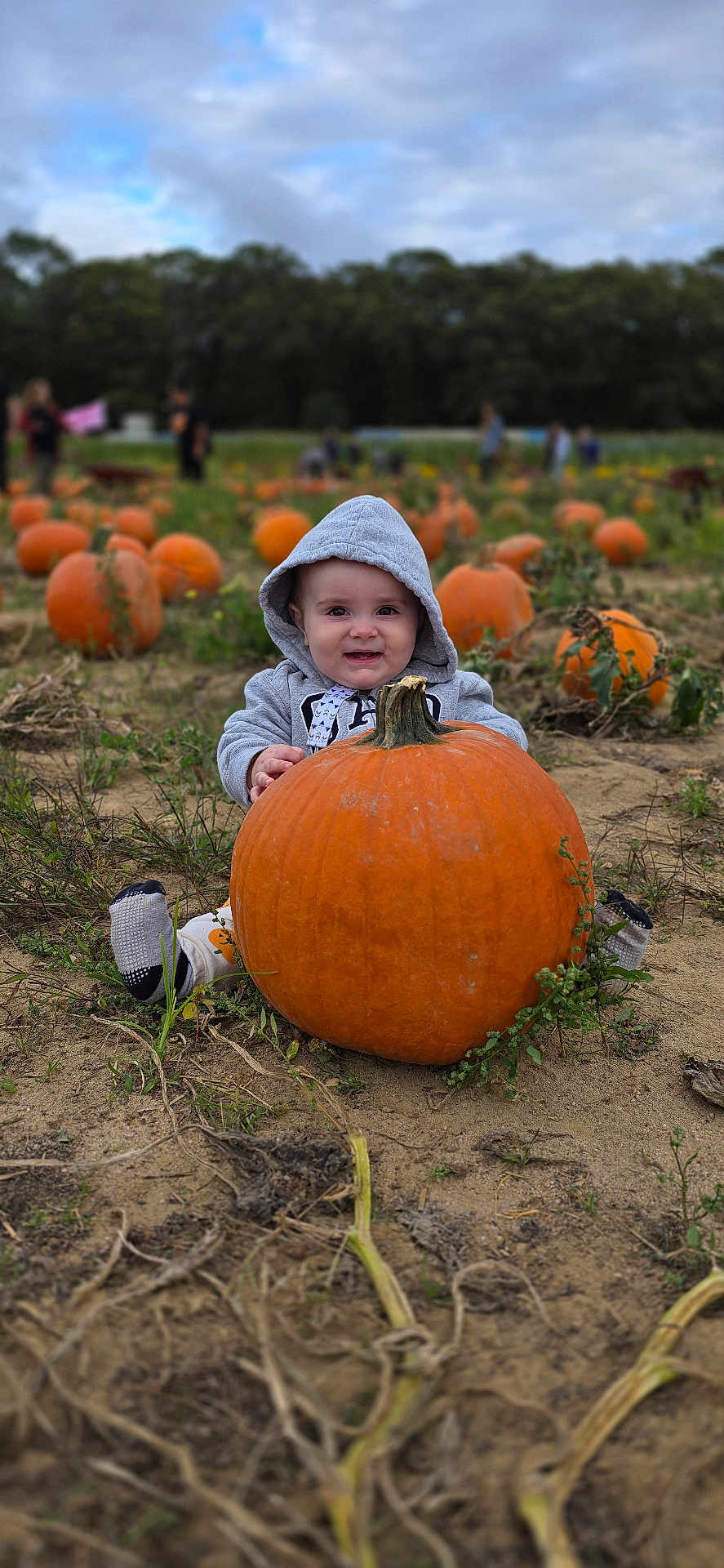 Matthew is registered to the contest to win money with this photo: baby, pumpkin, hoodie, outdoor, field, child, smile, fall, autumn, nature, plants, grass, person, portrait, sitting, cute, happy, seasonal, crop, vegetable
