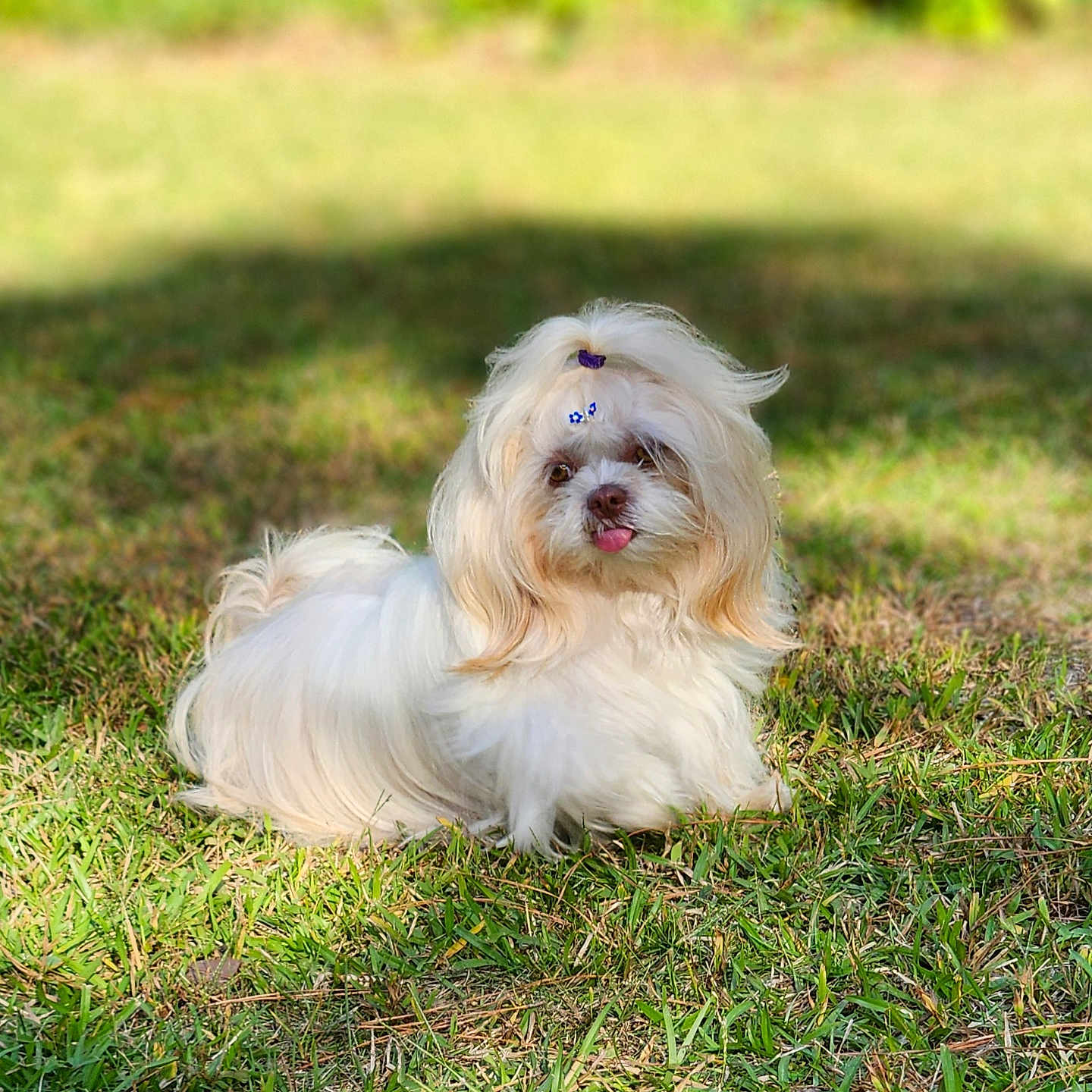 Mollie joined the competition — help win amazing prizes! animal, ball, canine, cockerspaniel, dog, field, football, grass, grassland, lawn, nature, outdoors, pet, plant, poodle, puppy, soccer, soccerball, terrier, whitedog