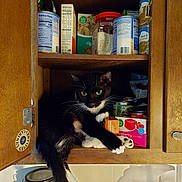 The Fu is registered to the contest to win money with this photo: bookcase, box, cabinetry, carnivore, cat, cupboard, domestic_short_haired_cat, drawer, felidae, hardwood, major_appliance, publication, room, shelf, shelving, small_to_medium_sized_cats, whiskers, window, wood, wood_stain