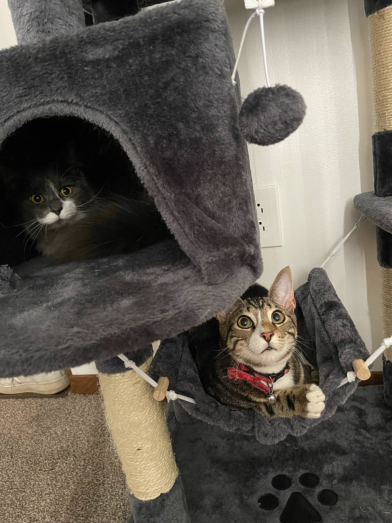 Kyle joined the competition — help win amazing prizes! art, carnivore, cat, comfort, curtain, domestic_short_haired_cat, felidae, flooring, fur, grey, mammal, monochrome, monochrome_photography, sitting, small_to_medium_sized_cats, snapshot, snout, tail, vertebrate, whiskers