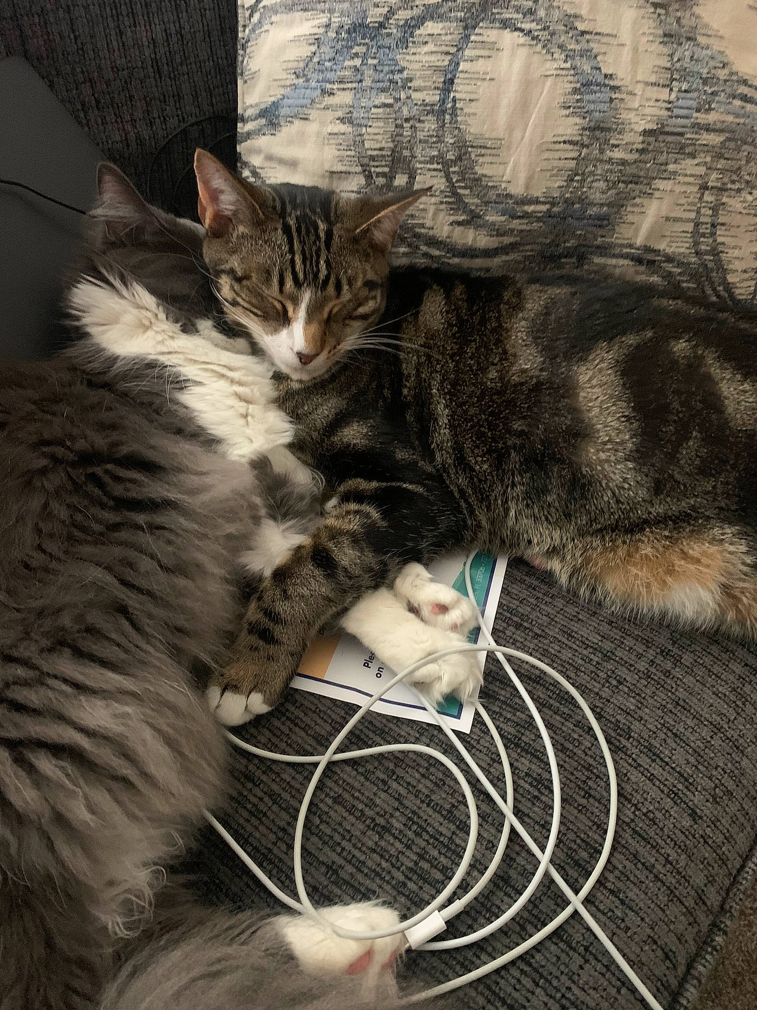 Kyle is registered to the contest to win money with this photo: carnivore, cat, claw, comfort, domestic_short_haired_cat, felidae, fur, grass, nap, paw, sitting, sleep, small_to_medium_sized_cats, snout, tail, whiskers, wire