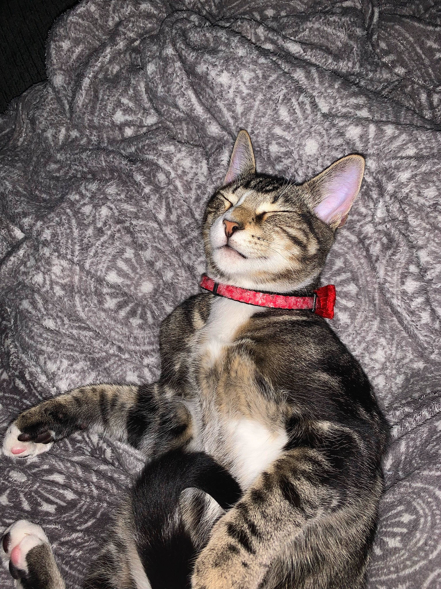 Kyle is registered to the contest to win money with this photo: art, carnivore, cat, claw, domestic_short_haired_cat, felidae, fur, grass, paw, small_to_medium_sized_cats, tail, terrestrial_animal, whiskers, wildlife