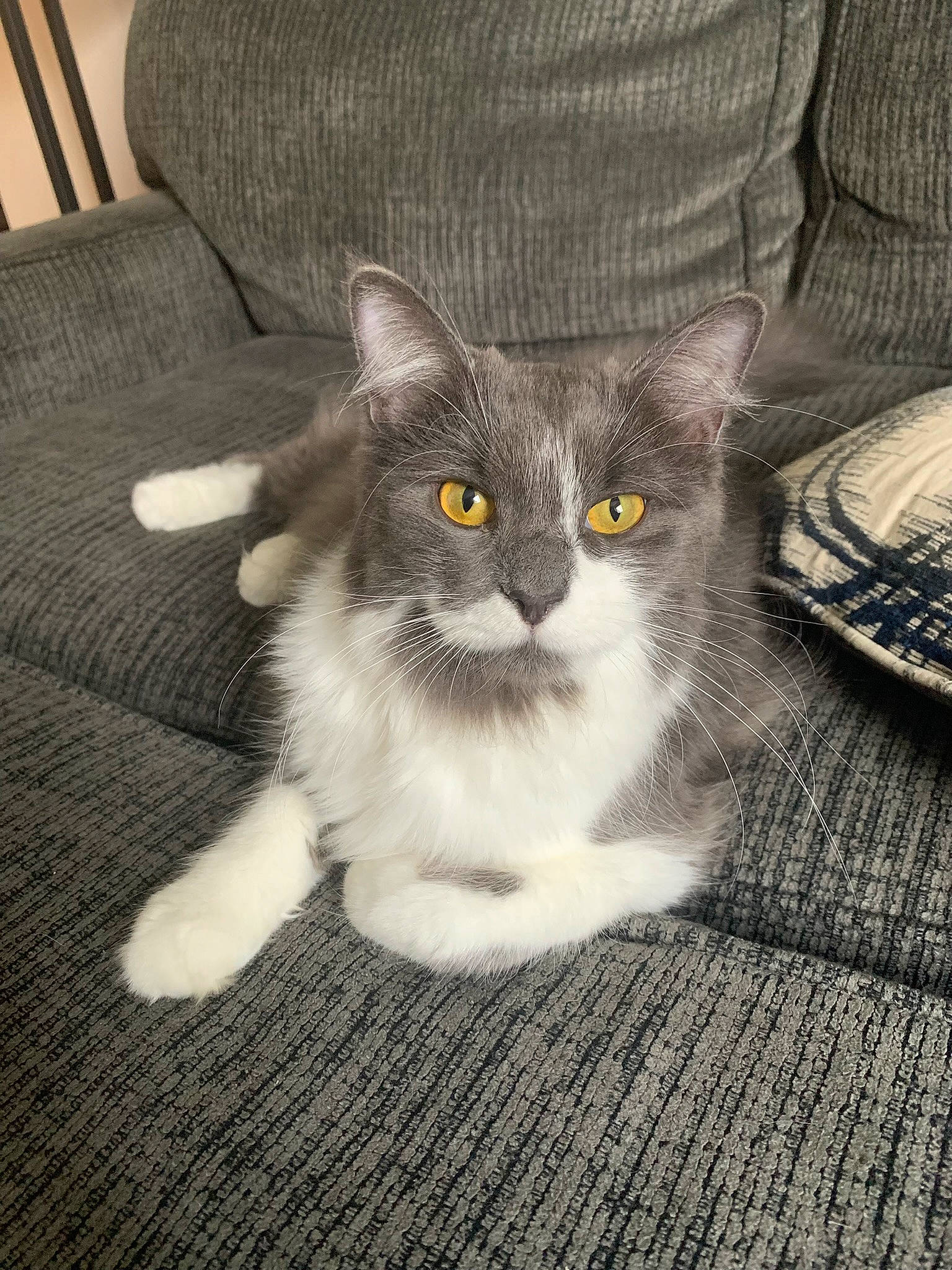 Bee joined the competition — help win amazing prizes! box, carnivore, cat, circle, comfort, couch, domestic_short_haired_cat, eye, felidae, flooring, fur, grey, hardwood, paw, sitting, small_to_medium_sized_cats, snout, tail, whiskers, wood