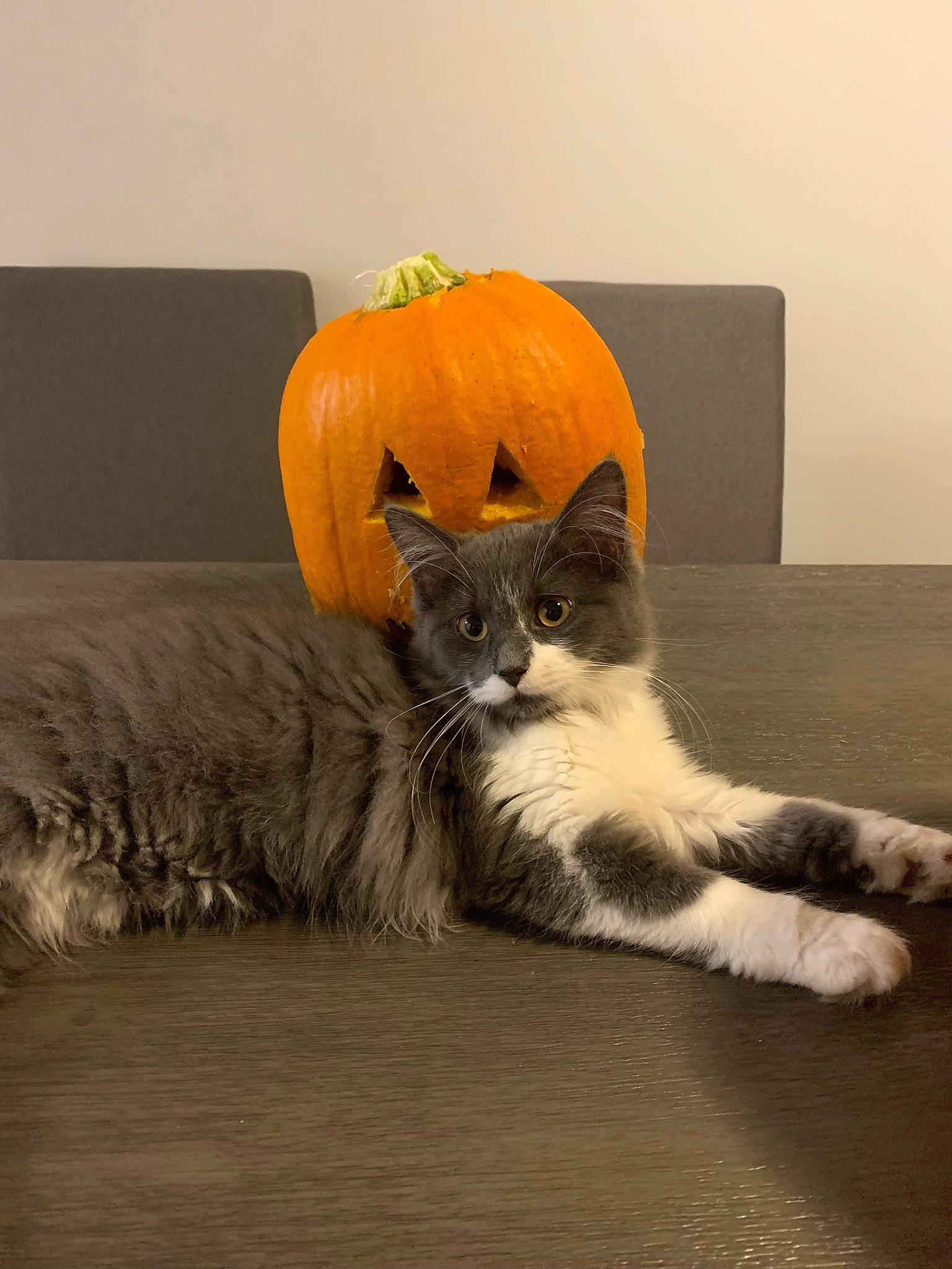 Bee joined the competition — help win amazing prizes! calabaza, carnivore, cat, comfort, couch, cucurbita, felidae, flooring, grey, hardwood, orange, pumpkin, small_to_medium_sized_cats, snout, tail, vegetable, vertebrate, whiskers, winter_squash, wood