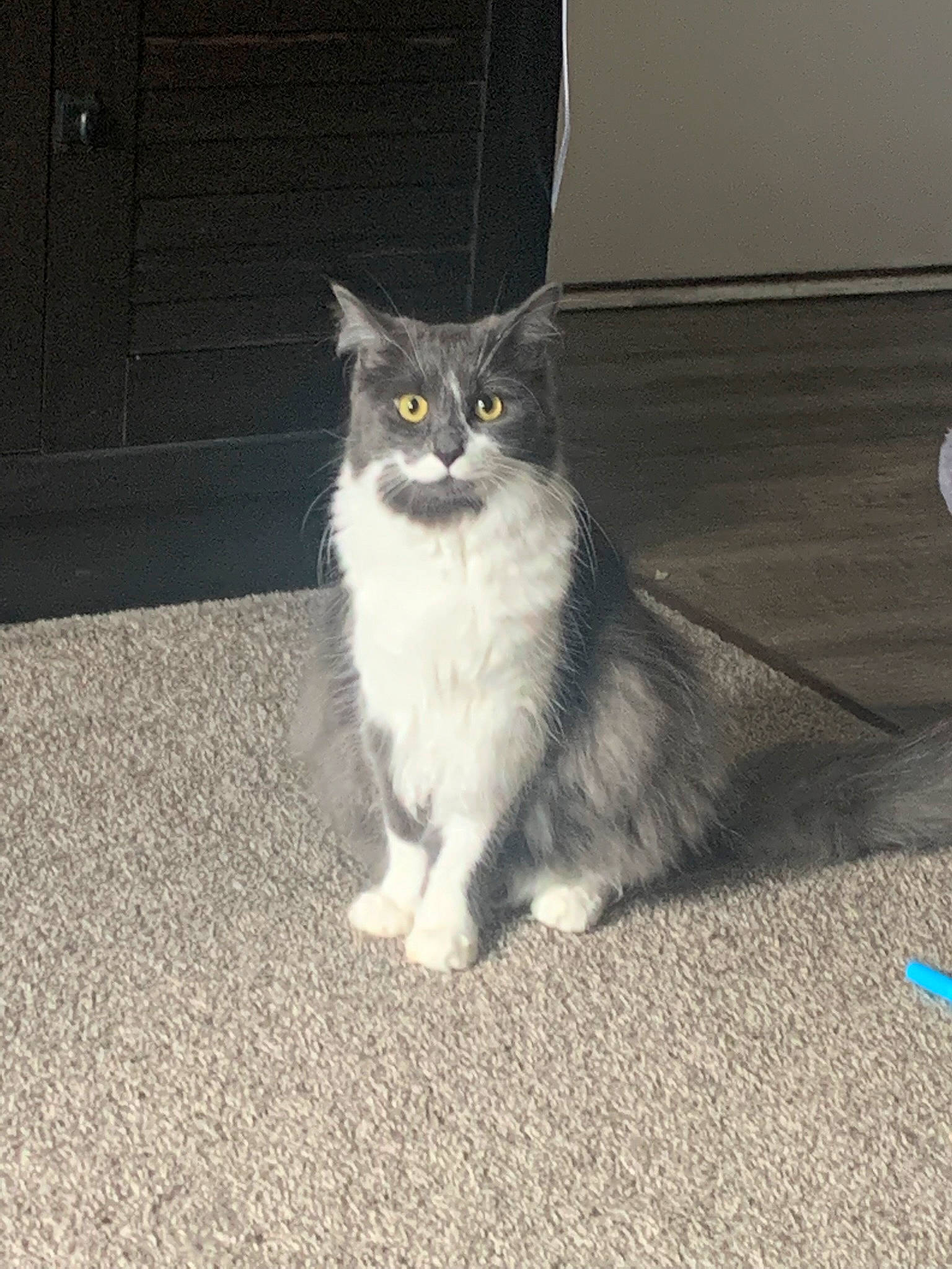 Bee is registered to the contest to win money with this photo: asphalt, automotive_tire, carnivore, cat, domestic_short_haired_cat, door, felidae, flooring, fur, grey, monochrome_photography, paw, road_surface, sitting, small_to_medium_sized_cats, snout, tail, terrestrial_animal, whiskers