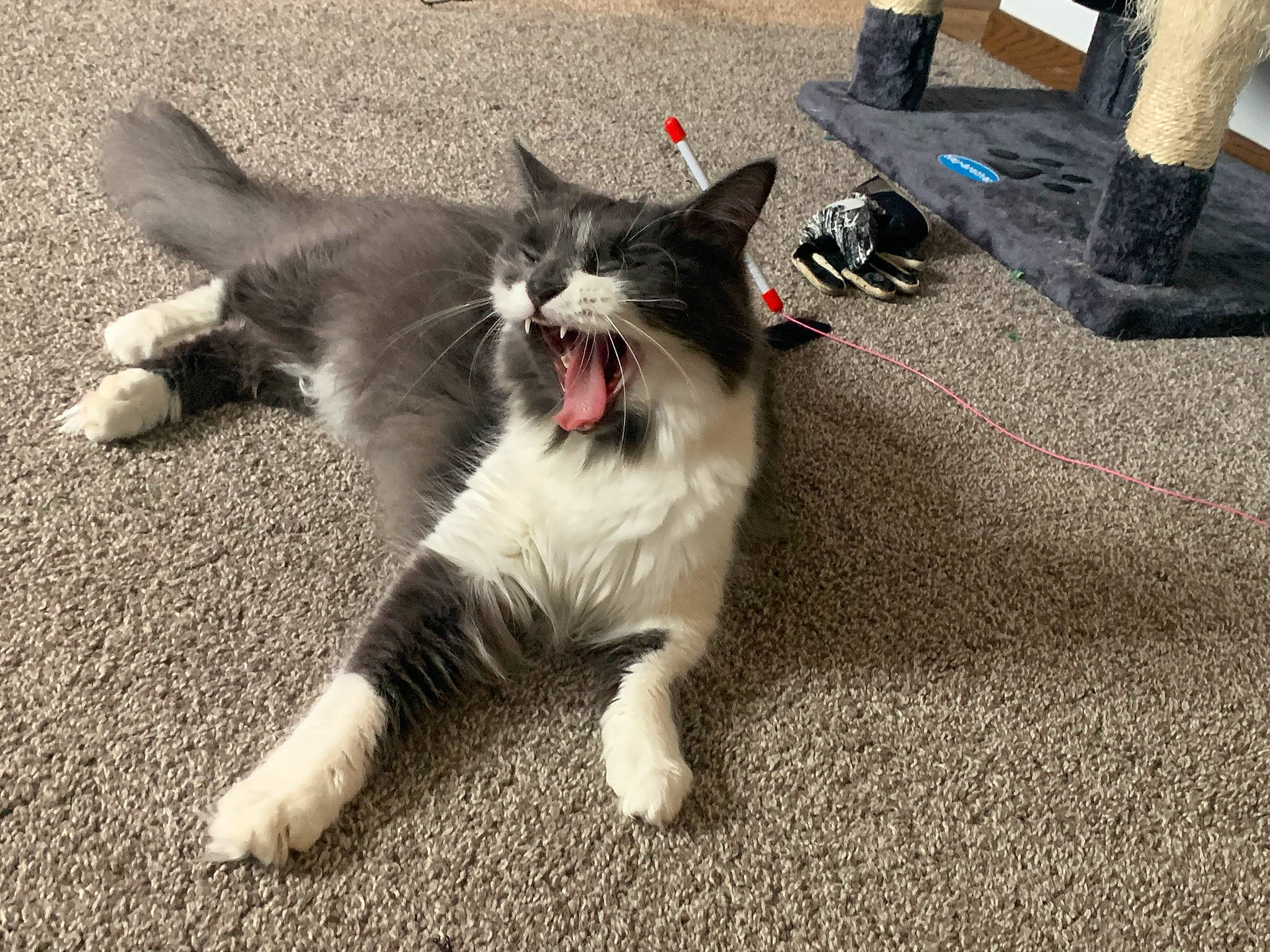 Bee joined the competition — help win amazing prizes! asphalt, carnivore, cat, claw, dog_breed, domestic_short_haired_cat, fang, felidae, foot, fur, grass, leg, paw, road_surface, small_to_medium_sized_cats, snout, tail, walking_shoe, whiskers, yawn