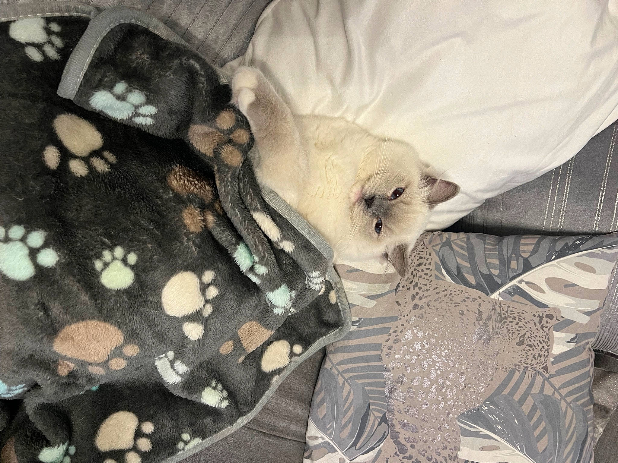 Coton participe au concours pour gagner de l'argent avec cette photo : baby_toddler_clothing, bag, bird, bird_of_prey, carnivore, cat, comfort, fashion_accessory, fawn, feather, felidae, fur, grey, linens, pattern, plant, sleeve, small_to_medium_sized_cats, tail, whiskers