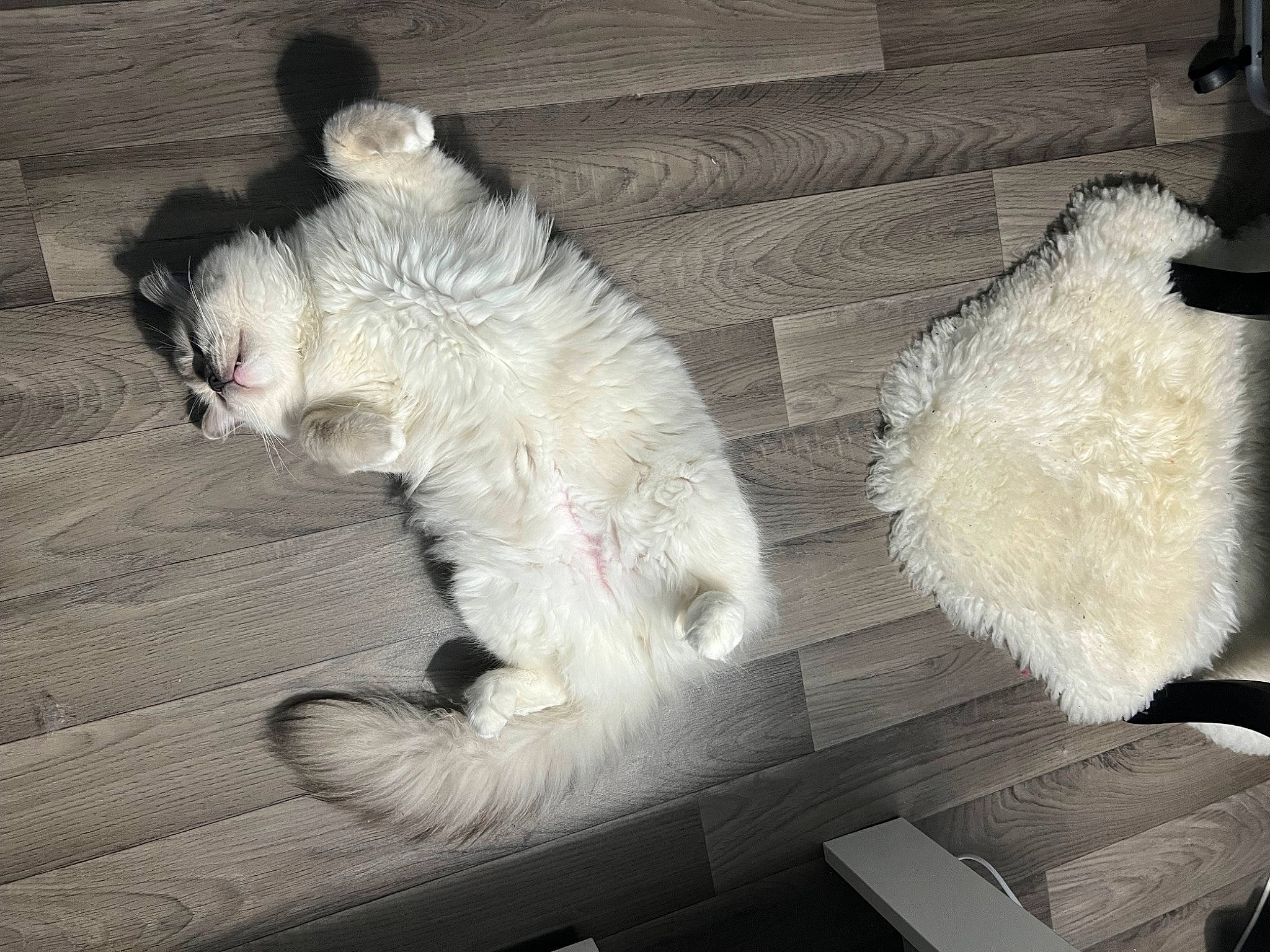 Coton a rejoint le concours — aidez-le/la à gagner de superbes lots ! canidae, carnivore, claw, comfort, companion_dog, dog, dog_breed, felidae, foot, fur, nap, paw, small_to_medium_sized_cats, snout, sporting_group, stuffed_toy, tail, terrestrial_animal, toy, whiskers